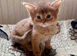 Viola Somaly - Abyssinian Cat For Sale - Norwalk, CT, US