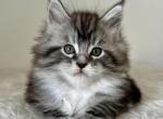 Ravenna - Maine Coon Cat For Sale - Norwalk, CT, US