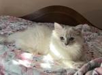 Tofu - Scottish Straight Cat For Sale - Astoria, NY, US