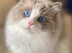 Ragnar and Tequila - Ragdoll Cat For Sale - Appomattox, VA, US