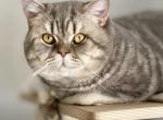 Teddy and Vika - British Shorthair Cat For Sale - Appomattox, VA, US