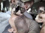 SPHYNX FEMALE  YELLOW COLLAR - Sphynx Cat For Sale - Hebron, OH, US