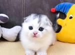 King silver & white color scottish fold baby boy - Scottish Fold Cat For Sale - CA, US