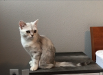 Peach special temp rate - British Shorthair Cat For Sale - Richardson, TX, US