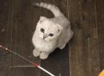 Charlie Half off sale now - Scottish Fold Cat For Sale - Richardson, TX, US