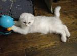 Chubby special temp rate - Scottish Fold Cat For Sale - Richardson, TX, US