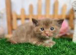 Cinnabon - Munchkin Cat For Sale - Joplin, MO, US