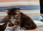 Nathan - Maine Coon Cat For Sale - Westfield, MA, US