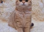 Laura 3 - Scottish Fold Cat For Sale - NY, US