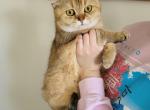 Calvin - Scottish Straight Cat For Sale - Levittown, PA, US