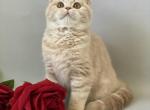 Lester - Scottish Straight Cat For Sale - North Richland Hills, TX, US