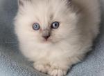 Blue point mitted - Ragdoll Cat For Sale - Farmville, VA, US