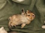 Bear special temp rate - Scottish Fold Cat For Sale - Richardson, TX, US