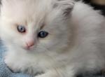 Blue traditional - Ragdoll Cat For Sale - Farmville, VA, US