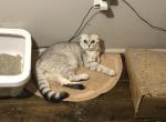 Scottie special temp rate - Scottish Fold Cat For Sale - Richardson, TX, US