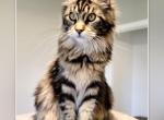 JAIMIE - Maine Coon Cat For Sale - Pensacola, FL, US