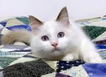 Fudge - Ragdoll Cat For Sale - Tuscaloosa, AL, US