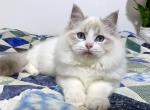 Louie - Ragdoll Cat For Sale - Tuscaloosa, AL, US