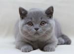 Sirius - British Shorthair Cat For Sale - Miami, FL, US