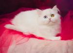 Amur - Scottish Straight Cat For Sale - Miami, FL, US