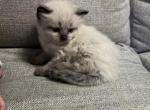 muffin - Himalayan Cat For Sale - Mount Prospect, IL, US