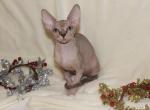 Lolita - Sphynx Cat For Sale - Brooklyn, NY, US