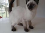 Seal Point Siamese Male Kitten - Siamese Cat For Sale - Dunn, NC, US