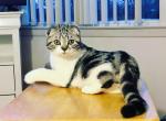 Scottish Fold male Silver Classic Tabby White - Scottish Fold Cat For Sale - NY, US