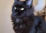 KISS - Maine Coon Cat For Sale - Pensacola, FL, US