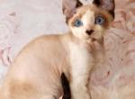 Theo - Devon Rex Cat For Sale - Brooklyn, NY, US