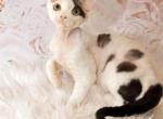 Delayla - Devon Rex Cat For Sale - Brooklyn, NY, US