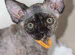 Tiana - Devon Rex Cat For Sale - Brooklyn, NY, US