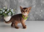 Willow - Abyssinian Cat For Sale - Brooklyn, NY, US