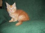 Red Silver Male Kitten - Maine Coon Cat For Sale - Souderton, PA, US