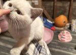 Pepper - British Shorthair Cat For Sale - San Jose, CA, US