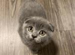 Scottish Kittens - Scottish Fold Cat For Sale - Auburn, WA, US