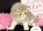 Fiona Reserved - Exotic Kitten For Sale - Ottawa, KS, US