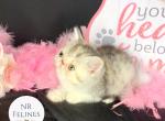 Francine Reserved - Exotic Kitten For Sale - Ottawa, KS, US
