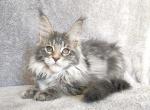 Tiffani - Maine Coon Cat For Sale - Norwalk, CT, US