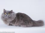 Yosie Minuet napoleon blue boy longhair short legs - Munchkin Cat For Sale - CA, US