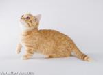 Fufurka orange munchkin red girl with short legs - Munchkin Cat For Sale - CA, US