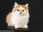 Cafner Minuet napoleon golden longhair short legs - Munchkin Cat For Sale - CA, US