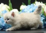 Sirena CFA certified - Siberian Cat For Sale - Ashburn, VA, US