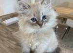 Pink Collar Girl - Siberian Kitten For Sale - Rosenberg, TX, US