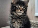 Crux - Maine Coon Cat For Sale - Brooklyn, NY, US