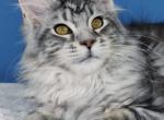 Lioness - Maine Coon Cat For Sale - Brooklyn, NY, US