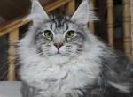 Laura MCO - Maine Coon Cat For Sale - Brooklyn, NY, US