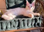 Quentin - Maine Coon Cat For Sale - Brooklyn, NY, US