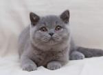 Sirius - British Shorthair Cat For Sale - Brooklyn, NY, US