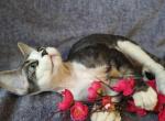 Dimon - Devon Rex Cat For Sale - Brooklyn, NY, US